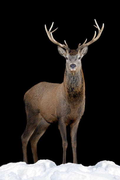 istock Close up view deer. Wild animal isolated on a black background 1370251974