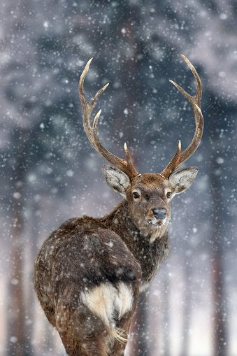 Majestic Deer looking back in winter forest. Animal in nature habitat. Big mammal. Wildlife scene
