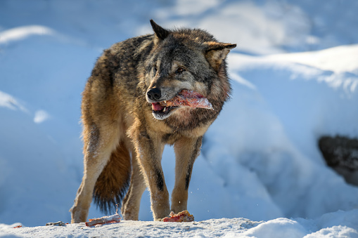 Gray wolf, Canis lupus, eat meat in the winter forest. Wolf in the nature habitat
