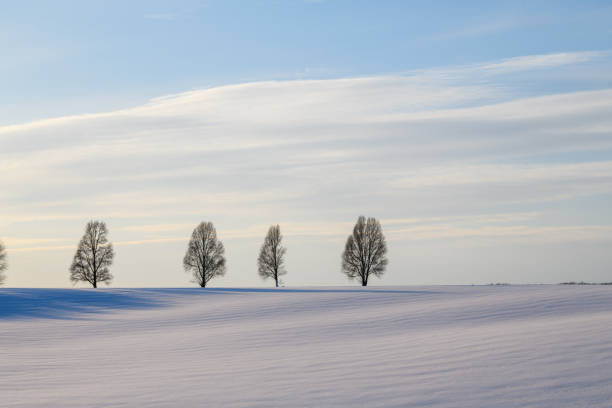 Silhouette of bare tree winter on white snow sky background