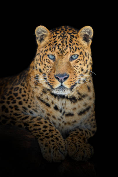 istock Close up big leopard isolated on black background 1370252267