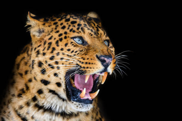 istock Close up angry leopard isolated on black background 1370252528