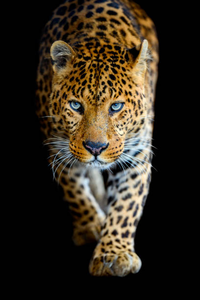 istock Close up big leopard isolated on black background 1370252530