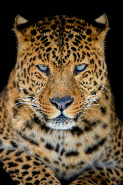 istock Close up big leopard isolated on black background 1370252535
