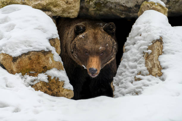 el oso pardo (ursus arctos) mira fuera de su guarida en el bosque bajo una gran roca en invierno - winter bear fotografías e imágenes de stock