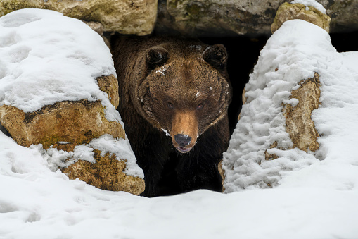Brown bear (Ursus arctos) looks out of its den in the woods under a large rock in winter tine