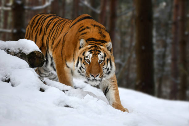 la tigre guarda da dietro gli alberi nella telecamera. neve tigre nella natura invernale selvaggia - color image aggression wildlife horizontal foto e immagini stock