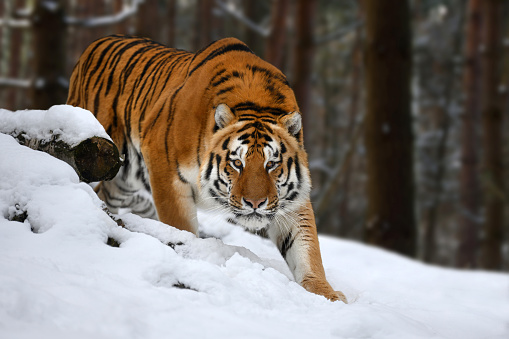 tiger looks out from behind the trees into the camera. Tiger snow in wild winter nature. Siberian tiger, action wildlife scene with dangerous animal