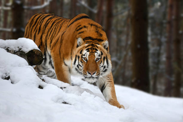 tiger looks out from behind the trees into the camera. Tiger snow in wild winter nature tiger looks out from behind the trees into the camera. Tiger snow in wild winter nature. Siberian tiger, action wildlife scene with dangerous animal siberian tiger photos stock pictures, royalty-free photos & images
