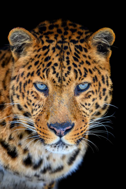 istock Close up big leopard isolated on black background 1370252566