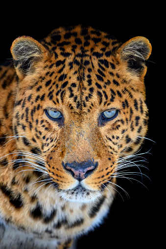 Close up beautiful big leopard isolated on black background
