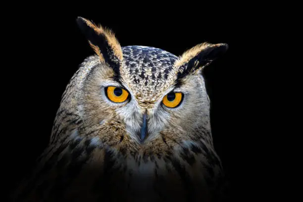 Photo of Owl looking big eyes out of the darkness close