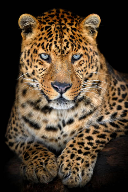 istock Close up big leopard isolated on black background 1370252573