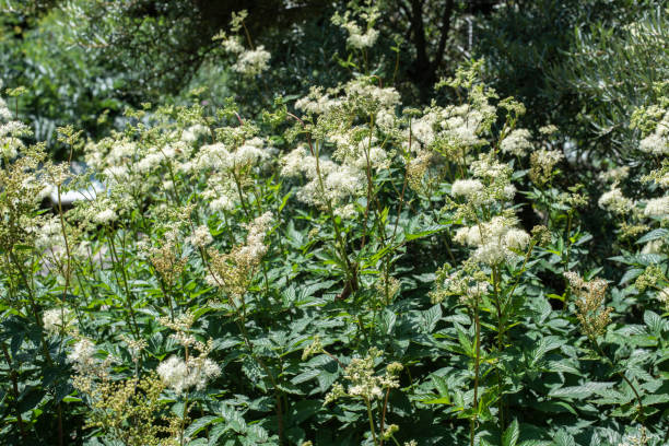 istock a group of white flowering meadowsweet plants 1370252791