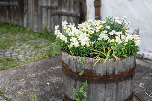 a wooden bucket with white snapdragons and marguerite daisies in the yard of a cottage