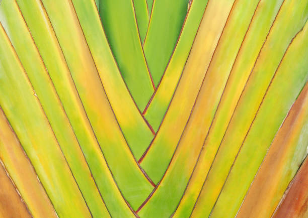Amazing traveller’s palm. Beautifully arranged banana leaves background.