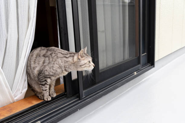cat cat prison escape stock pictures, royalty-free photos & images