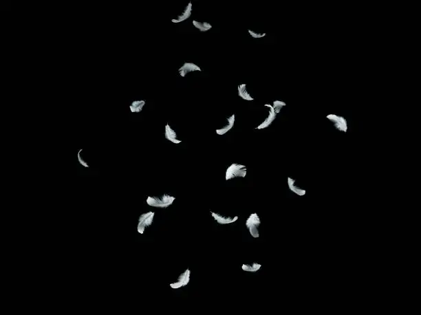 Abstract Down Feathers. White Bird Feathers Falling in The Air. Swan Feather on Black Background.