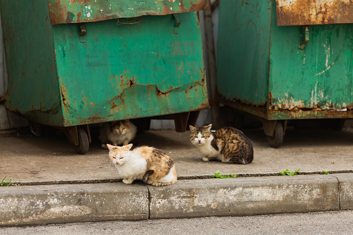 Homeless cats sitting near garbage container on the street.