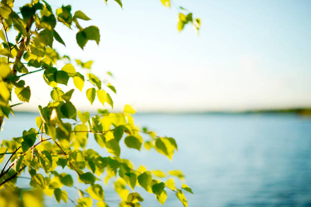 hermoso fondo natural borroso. hojas verdes, ramas de abedul y un lago al fondo - foliate pattern fotos fotografías e imágenes de stock