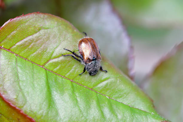 istock Garden Chafer Beetle – Phyllopertha horticola on rose  leaf. 1370263863