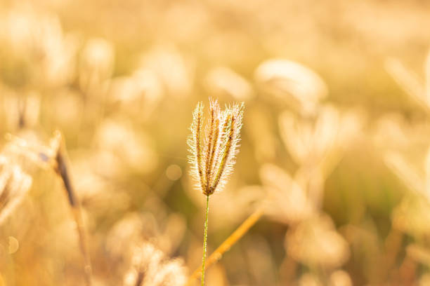 istock Close up small brown grass on blur background and light of sun 1370264008