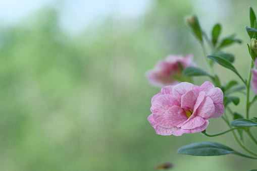 Small pink flowers grow on the bush. Garden flowers.