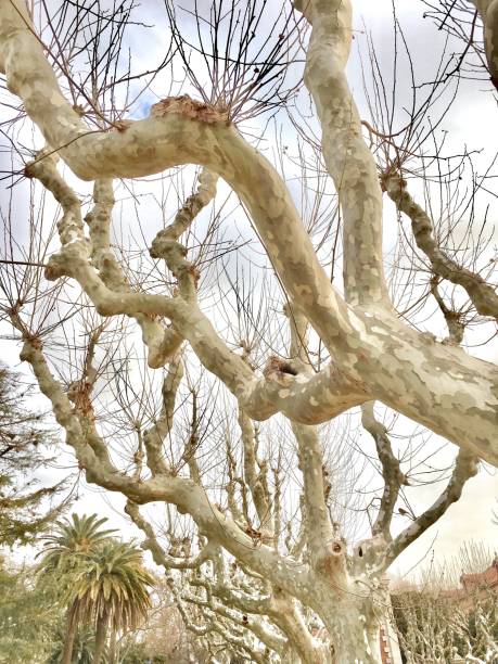 изогнутые стволы дерева платан - arizona sycamore стоковые фото и изображения