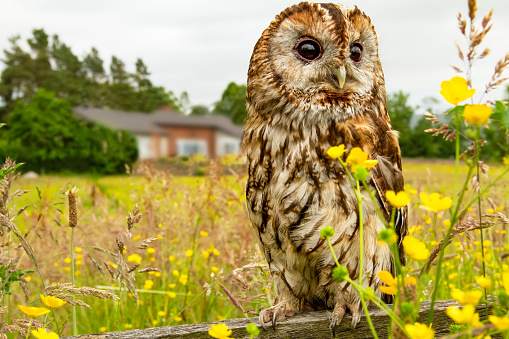 Tawny owl, scientific name: Strix aluco.  Close up of an adult owl perched on a fence in a summer meadow filled with buttercups and grasses. .  Copy space.  Horizontal.