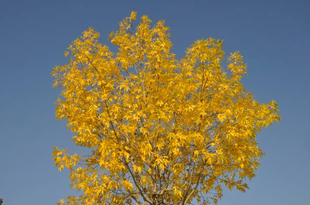 istock Tree in autumn colors in Normandy 1370272308