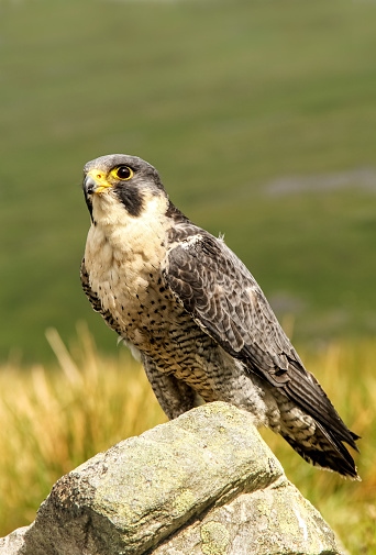Portrait of a Peregrine Falcon in natural moorland habitat, perched on lichen covered rock. Scientific name: Falco Peregrinus.  Close up.  Copy space.  Vertical.