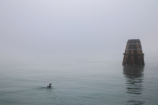 A photo of a cormorant in Venice lagoon on a foggy day.