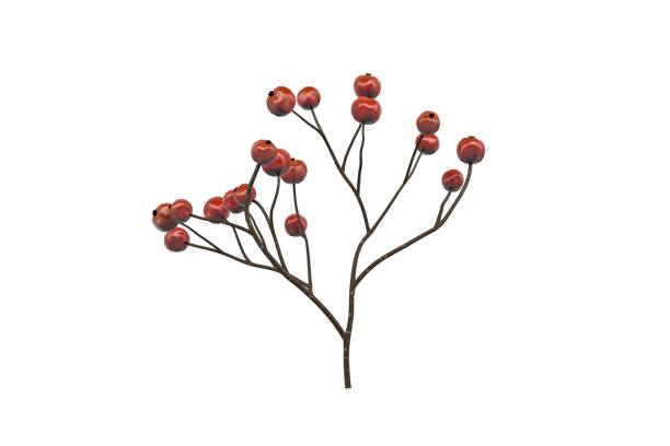 Beautiful bright red berries decoration backdrop.