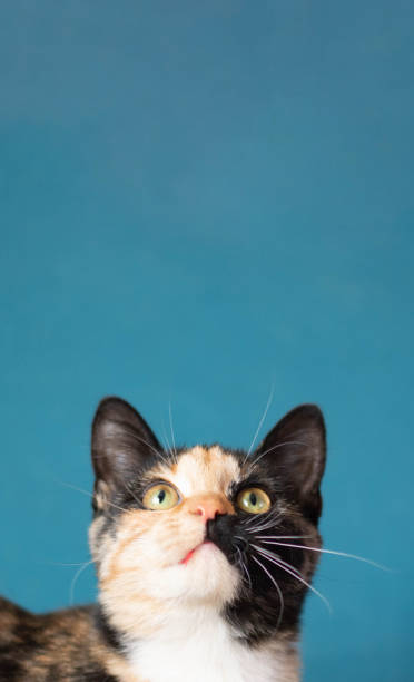 istock Vertical photo. The muzzle of a multi colored cat looking up on a blue background. space for text. 1370273914