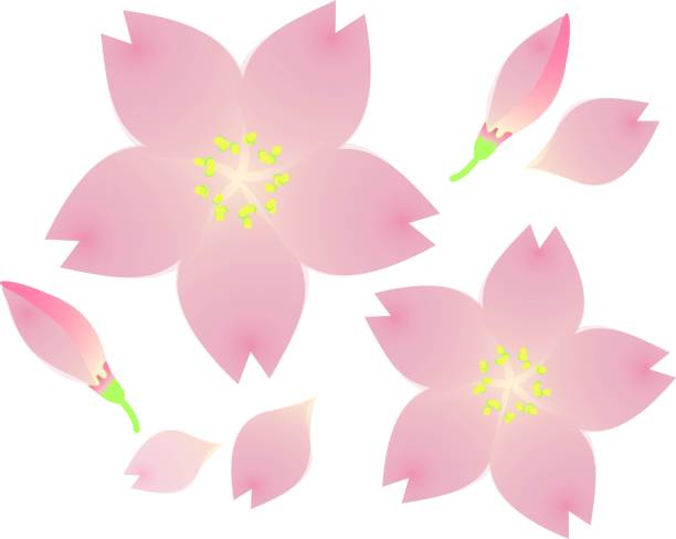 桜の花 - murakami点のイラスト素材／クリップアート素材／マンガ素材／アイコン素材