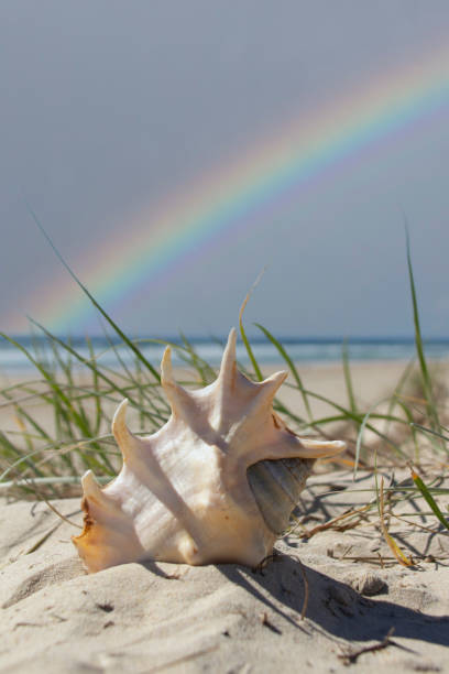 Exotic sea shell Lambis Spider Conchs sitting in the sand at the beach.  Green grass, blue ocean and rainbow in the sky.  Gold Coast Queensland Australia Exotic sea shell on the sand at the beach. rainbow crab stock pictures, royalty-free photos & images