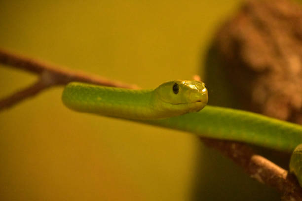 istock Venomous Green Mamba Snake Ready to Strike 1370279199