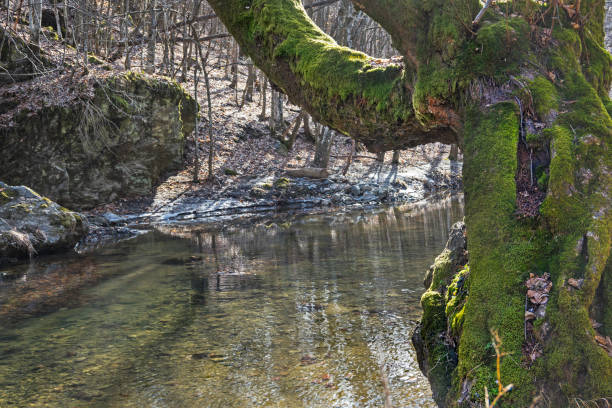 istock Old tree covered with moss, on the bank of the mountain river. 1370280624