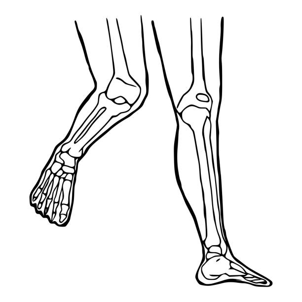 인간의 다리 손 그린 아이콘. 무릎과 발목 관절 낙서 디자인의 해부학 구조. - pencil drawing drawing anatomy human bone stock illustrations