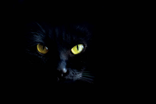 un gato negro con ojos amarillos mira a la cámara, un retrato en primer plano de un gato sobre un fondo negro. - ojos amarillos fotografías e imágenes de stock