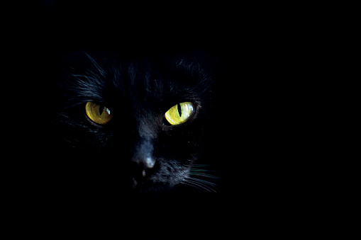 A black cat with yellow eyes looks into the camera, a close-up portrait of a cat on a black background. Space for text.