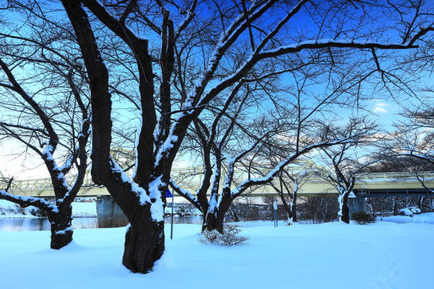 Cold blue winter sky and dead trees