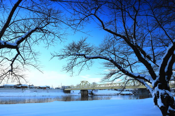 Row of cherry blossom trees in winter