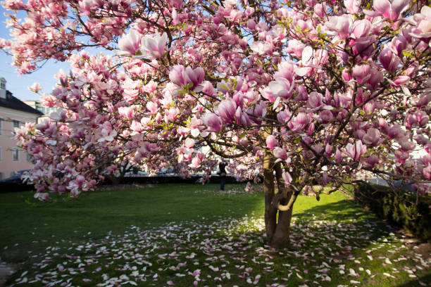 blühender rosa magnolienbaum im frühling in salzburg, deutschland - magnolien stock-fotos und bilder