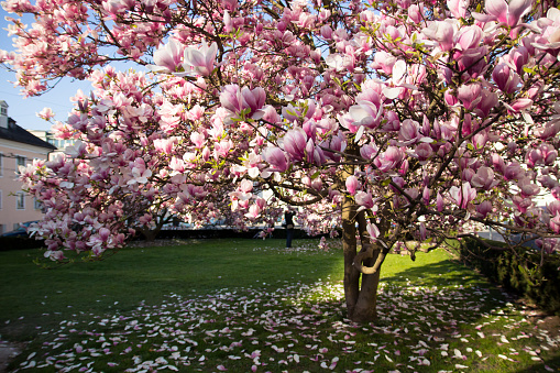 Blooming pink magnolia tree in spring in Salzburg, Germany