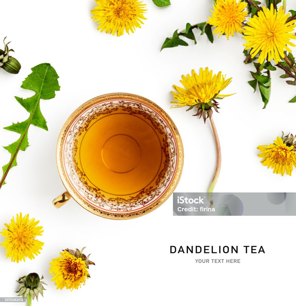 Dandelion tea creative layout Dandelion tea. Creative composition and layout with fresh dandelion flowers and tea cup isolated on white background. Alternative medicine concept. Top view, flat lay. Design element Dandelion Stock Photo