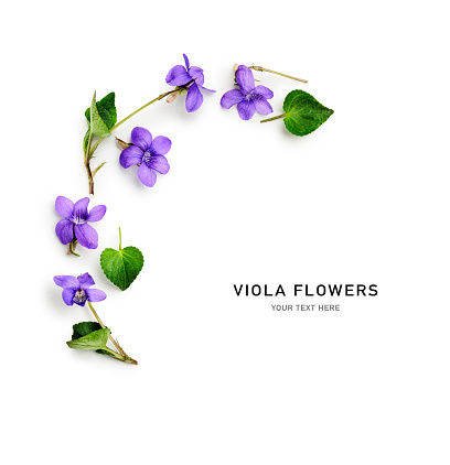 Viola pansy flower creative layout and composition. Lilac spring meadow flowers and leaves  isolated on white background. Floral arrangement, design element. Springtime concept. Top view, flat lay
