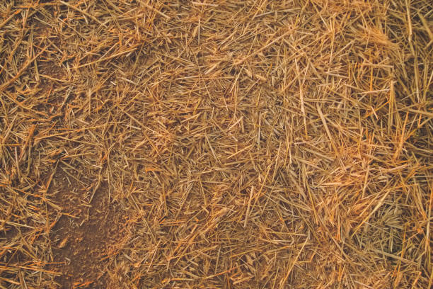 Natural golden yellow dry straw on a ground background texture