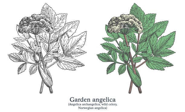 illustrations, cliparts, dessins animés et icônes de angélique de jardin. plante vectorielle colorée dessinée à la main. esquisse médicinale vintage - angelica herb plant organic