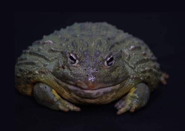 Big frog African bullfrog on black giant frog stock pictures, royalty-free photos & images